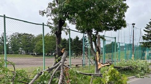 【緊急情報】和光公園の樹木が強風のため折れました。