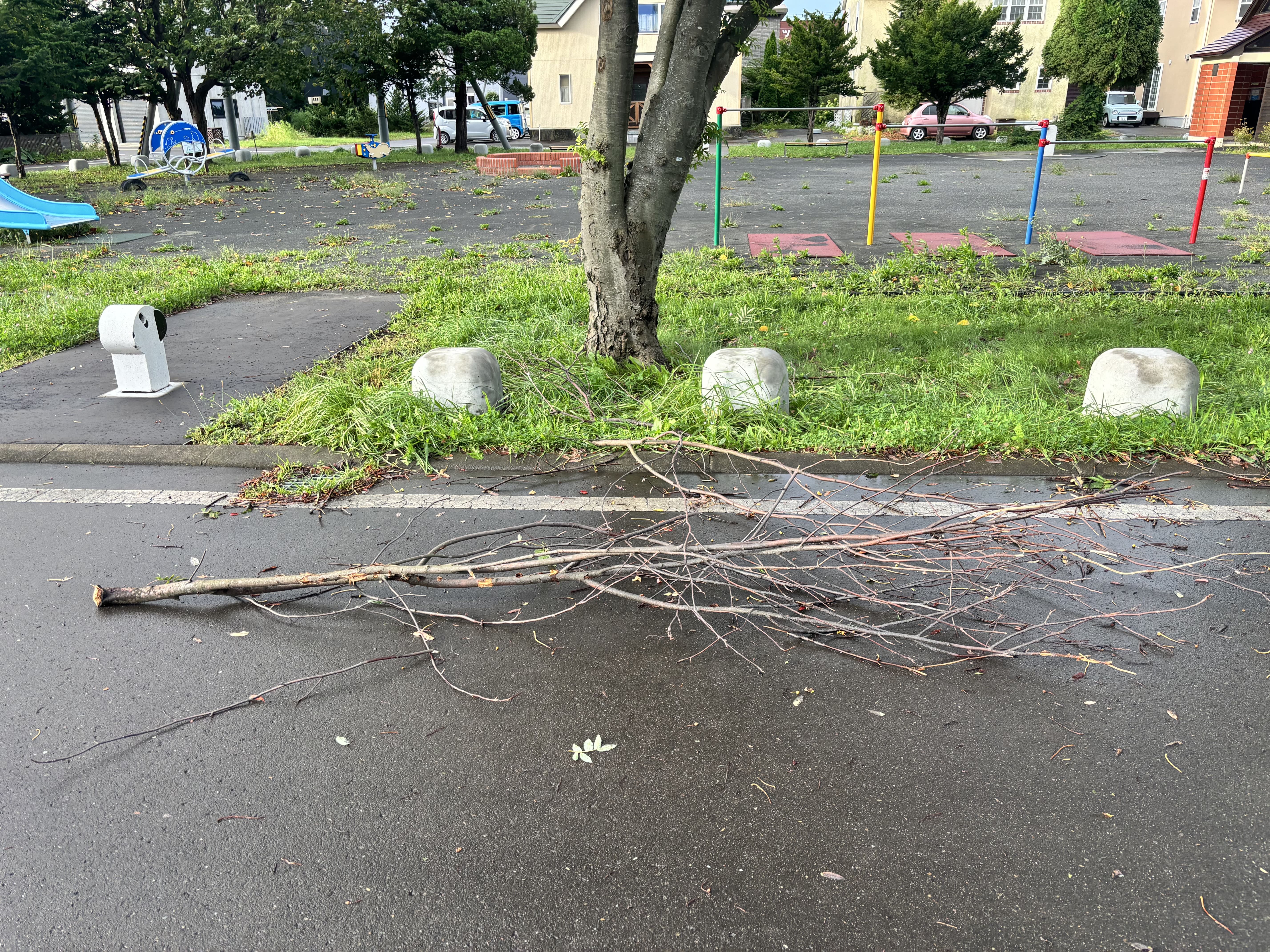 【緊急情報】つつじ公園・ユカンボシ公園の樹木が強風で折れました。